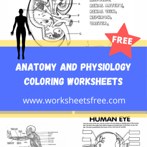 Anatomy And Physiology Coloring Worksheets Worksheets Free