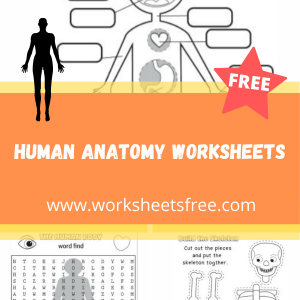 human anatomy worksheets 1 | Worksheets Free