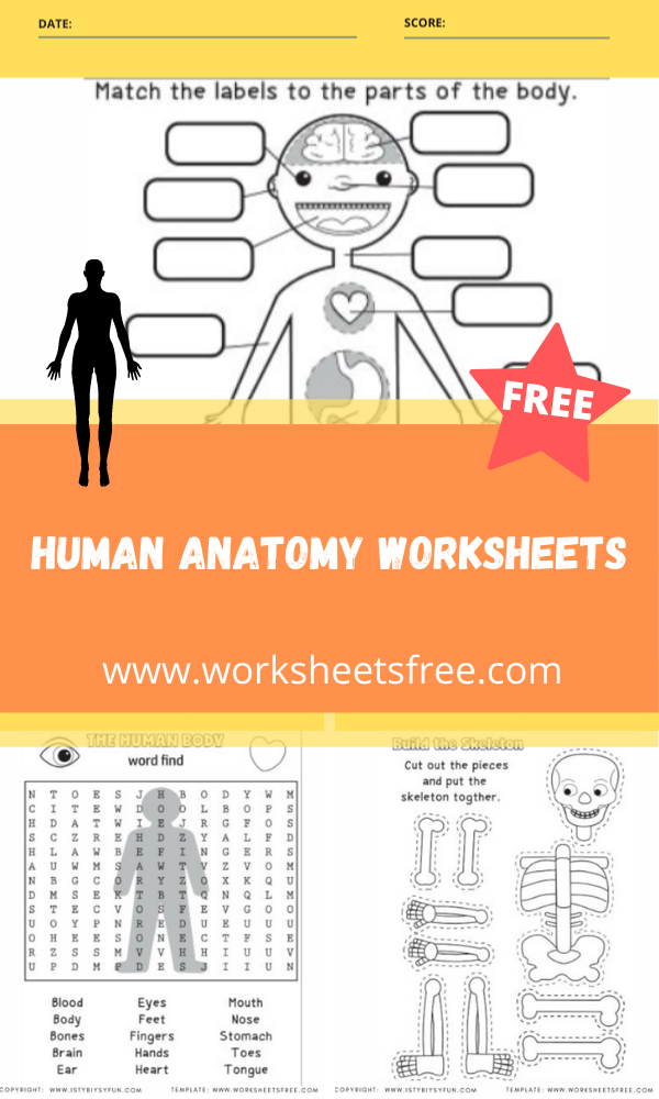 Human Anatomy Worksheets | Worksheets Free